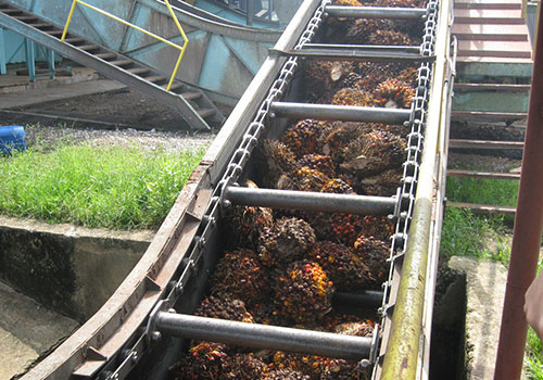 Palm Oil Mill Chain